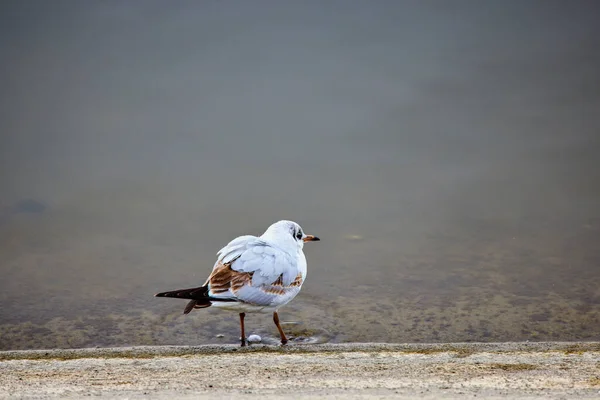 与湖岸上的海鸥近距离接触 — 图库照片