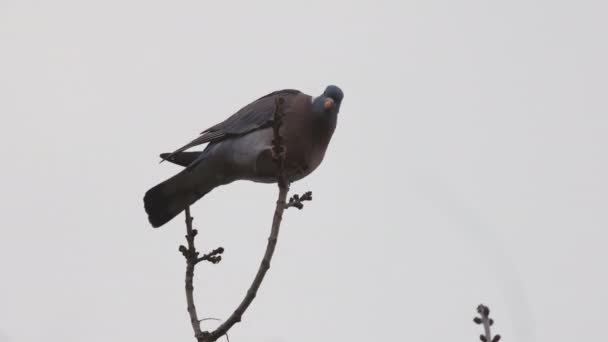 Eine Wilde Taube Die Auf Einem Ast Sitzt Und Knospen — Stockvideo