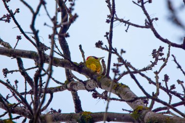 Söğüt ağacında yeşil ağaçkakan (Picus viridis)