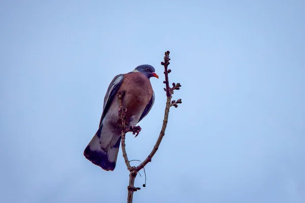 나뭇가지에 비둘기 — 스톡 사진