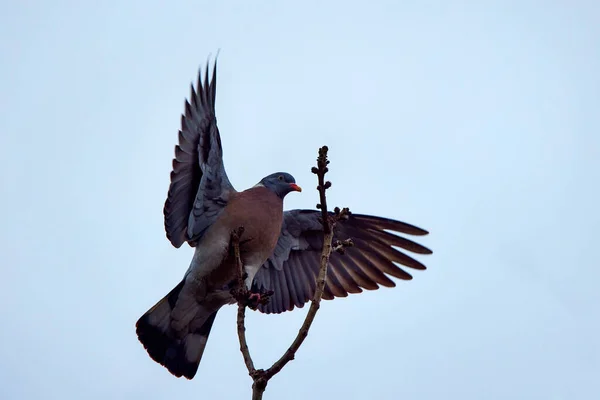 Wildtaube Auf Einem Ast Einem Frühlingstag — Stockfoto