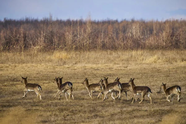 Rotwild Auf Einem Feld Aus Trockenem Gras — Stockfoto