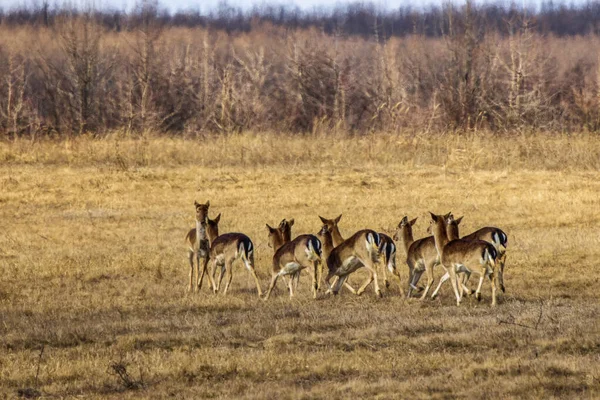 乾燥した草の上の鹿の群れ — ストック写真