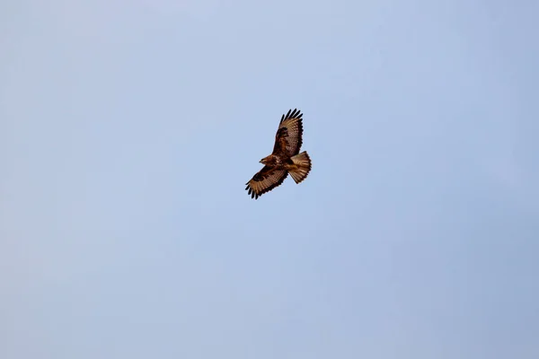 Ett Vackert Exemplar Hök Som Flyger Den Blå Himlen — Stockfoto