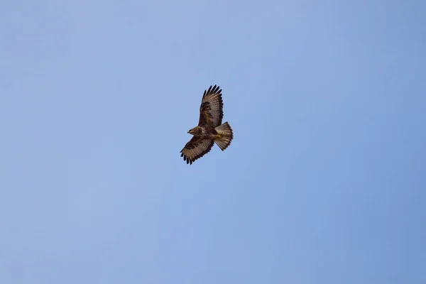 Een Prachtig Exemplaar Van Havik Vliegend Blauwe Lucht — Stockfoto