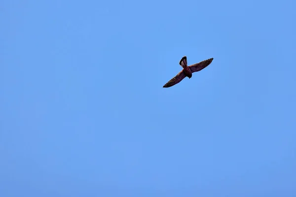 Accipiter Gentilis Flyger Den Blå Himlen — Stockfoto