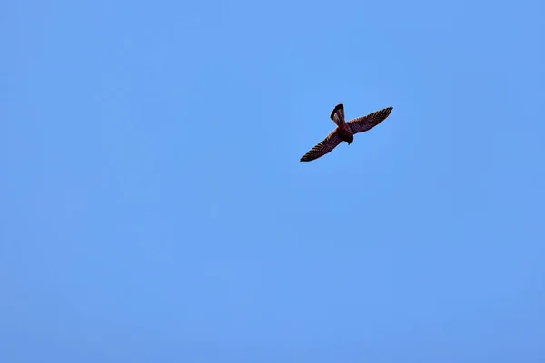 Egy Accipiter Gentilis Repül Kék Égen — Stock Fotó