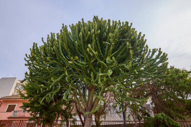 Siracusa, Ortigia-İtalya Mart-21-2022. Kentin turistik merkezli görüntüleri.