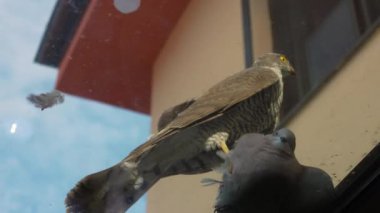 Vahşi bir güvercini avladıktan sonra yiyen bir şahin..