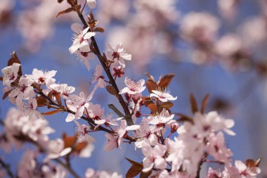 Bahar çiçeği arka planı. Çiçek açan ağaçla güzel bir doğa sahnesi. Güneşli bir gün. Bahar çiçekleri. Güzel meyve bahçesi. Bulanık arkaplan. İlkbahar