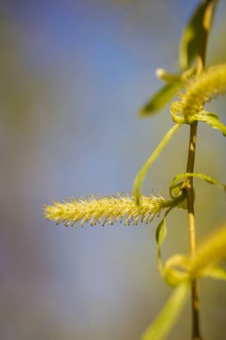 Bahar çiçeği arka planı. Çiçek açan ağaçla güzel bir doğa sahnesi. Güneşli bir gün. Bahar çiçekleri. Güzel meyve bahçesi. Bulanık arkaplan. İlkbahar