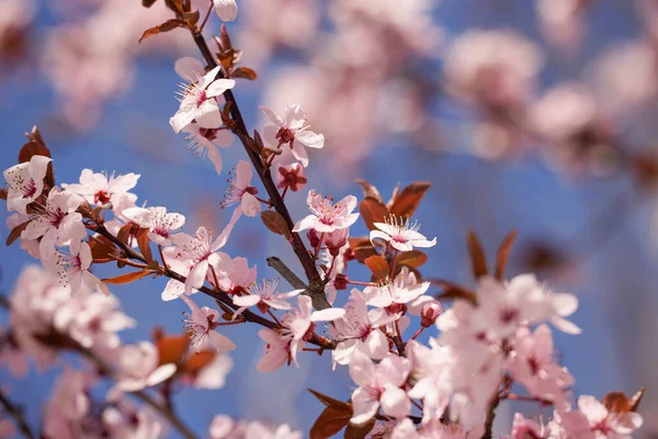 Bahar çiçeği arka planı. Çiçek açan ağaçla güzel bir doğa sahnesi. Güneşli bir gün. Bahar çiçekleri. Güzel meyve bahçesi. Bulanık arkaplan. İlkbahar