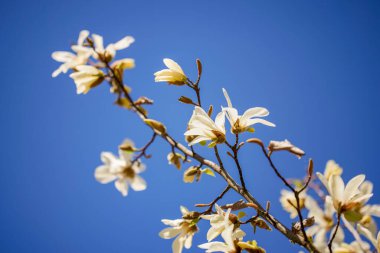 Bahar çiçeği arka planı. Çiçek açan ağaçla güzel bir doğa sahnesi. Güneşli bir gün. Bahar çiçekleri. Güzel meyve bahçesi. Bulanık arkaplan. İlkbahar