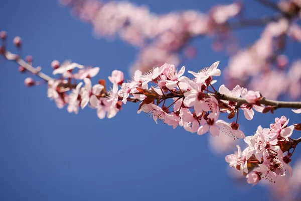 Tavaszi Virág Háttér Gyönyörű Természeti Jelenet Virágzó Fával Napsütéses Nap — Stock Fotó