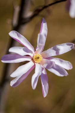 Bahar çiçeği arka planı. Çiçek açan ağaçla güzel bir doğa sahnesi. Güneşli bir gün. Bahar çiçekleri. Güzel meyve bahçesi. Bulanık arkaplan. İlkbahar