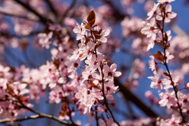 Bahar çiçeği arka planı. Çiçek açan ağaçla güzel bir doğa sahnesi. Güneşli bir gün. Bahar çiçekleri. Güzel meyve bahçesi. Bulanık arkaplan. İlkbahar