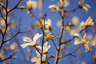Bahar çiçeği arka planı. Çiçek açan ağaçla güzel bir doğa sahnesi. Güneşli bir gün. Bahar çiçekleri. Güzel meyve bahçesi. Bulanık arkaplan. İlkbahar
