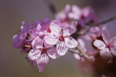 Bahar çiçeği arka planı. Çiçek açan ağaçla güzel bir doğa sahnesi. Güneşli bir gün. Bahar çiçekleri. Güzel meyve bahçesi. Bulanık arkaplan. İlkbahar
