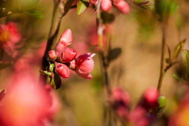 Bahar çiçeği arka planı. Çiçek açan ağaçla güzel bir doğa sahnesi. Güneşli bir gün. Bahar çiçekleri. Güzel meyve bahçesi. Bulanık arkaplan. İlkbahar
