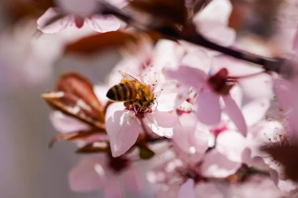 春の花の背景 満開の木と美しい自然シーン 晴れた日 春の花 美しいオーチャード アブストラクトぼやけた背景 — ストック写真