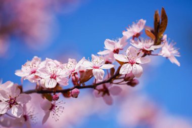Bahar çiçeği arka planı. Çiçek açan ağaçla güzel bir doğa sahnesi. Güneşli bir gün. Bahar çiçekleri. Güzel meyve bahçesi. Bulanık arkaplan. İlkbahar