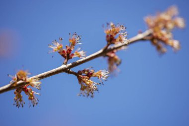 Bahar çiçeği arka planı. Çiçek açan ağaçla güzel bir doğa sahnesi. Güneşli bir gün. Bahar çiçekleri. Güzel meyve bahçesi. Bulanık arkaplan. İlkbahar