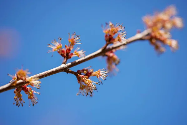Весняний Квітучий Фон Прекрасна Сцена Природи Розквітлим Деревом Сонячний День — стокове фото