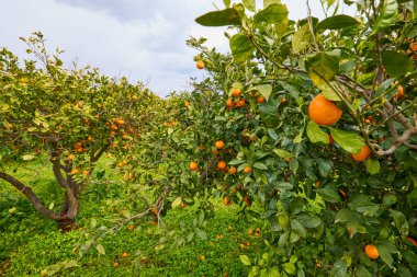 Sicilya, İtalya 'da Citrus Meyve Bahçesi ile manzara.