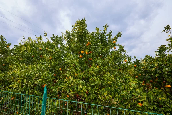 Пейзаж Цитрусовым Садом Сицилии Италия — стоковое фото