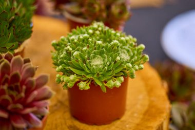 güzel soyut arkaplan çiçekli bulanık dof.