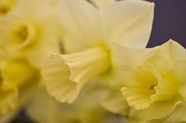 güzel soyut arkaplan çiçekli bulanık dof.