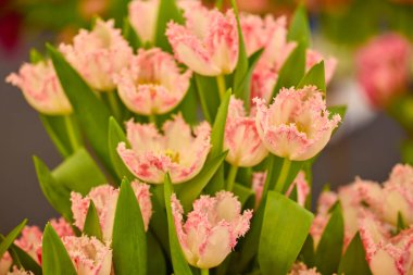 güzel soyut arkaplan çiçekli bulanık dof.