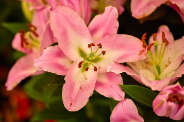 güzel soyut arkaplan çiçekli bulanık dof.