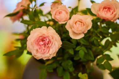 güzel soyut arkaplan çiçekli bulanık dof.