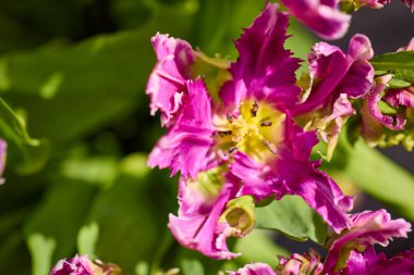 güzel soyut arkaplan çiçekli bulanık dof.