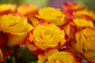 güzel soyut arkaplan çiçekli bulanık dof.