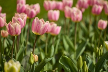 güzel soyut arkaplan çiçekli bulanık dof.