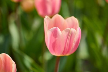 güzel soyut arkaplan çiçekli bulanık dof.