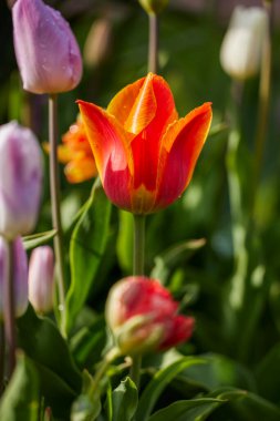 güzel soyut arkaplan çiçekli bulanık dof.