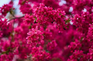 güzel soyut arkaplan çiçekli bulanık dof.