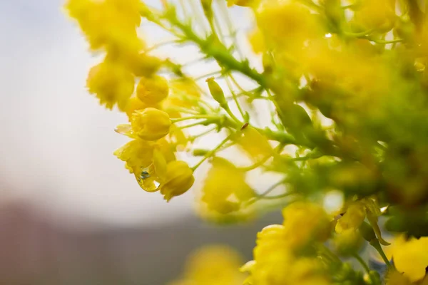 Beautiful Abstract Background Flowers Blur Dof — Fotografia de Stock