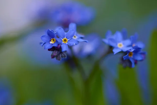 美しい抽象的な背景に花を咲かせ — ストック写真