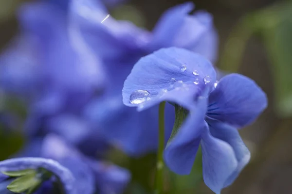 Vacker Abstrakt Bakgrund Med Blommor Oskärpa Dof — Stockfoto