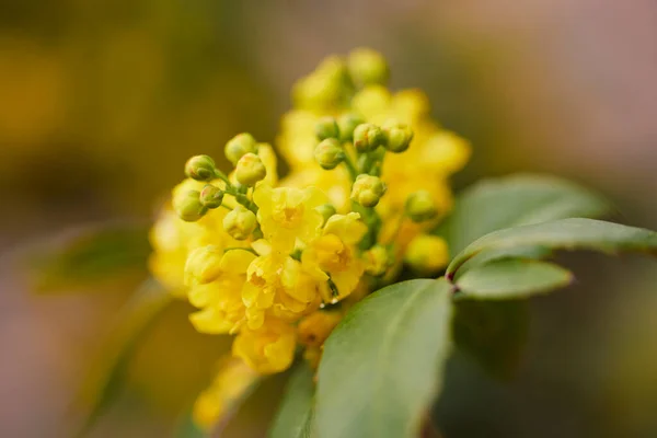 Beautiful Abstract Background Flowers Blur Dof — Fotografia de Stock