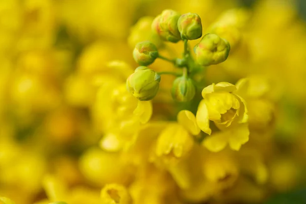 Güzel Soyut Arkaplan Çiçekli Bulanık Dof — Stok fotoğraf