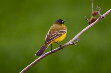 Kuş - Sarı Wagtail (Motacilla flava) erkek, bahar zamanı