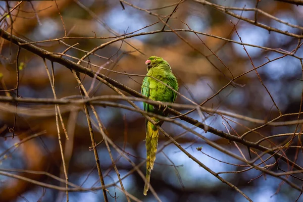 Rzym Włochy Papugi Walczą Zbudowanie Gniazda Gałęziach Drzew Złożyć Jaja — Zdjęcie stockowe