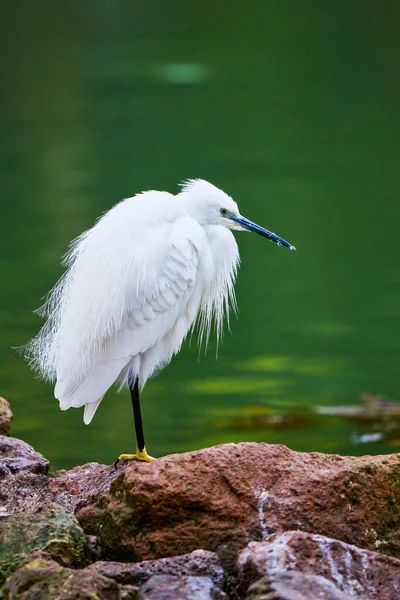 Çimenlerde güzel bir balıkçıl, yapay bir göletin kenarında, Egret, Büyük Akbalıkçıl, Ardea Alba, Yakın Su, Beyaz Kuş, Hayvan,