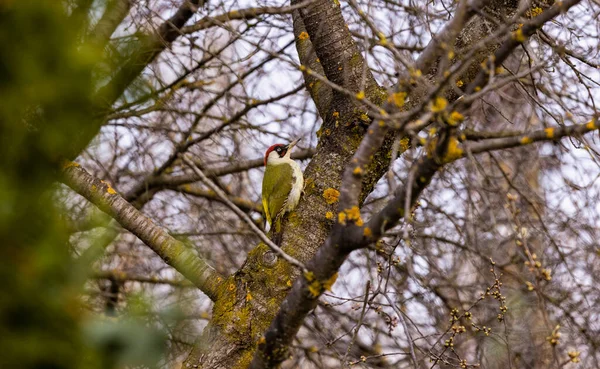 Green Woodpecker Picus Viridis Perched High Side — Foto de Stock