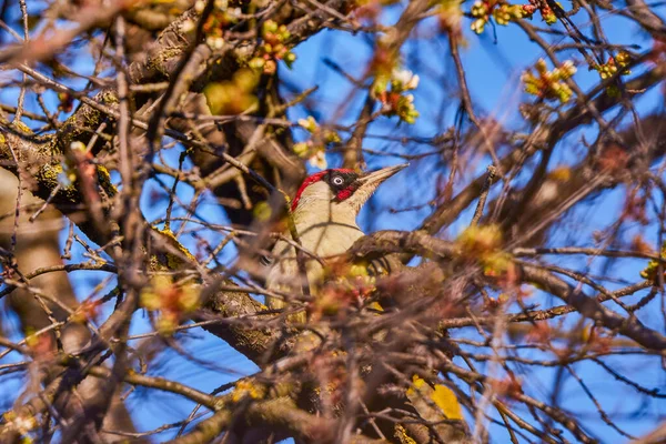 Green Woodpecker Picus Viridis Perched High Side — Foto de Stock